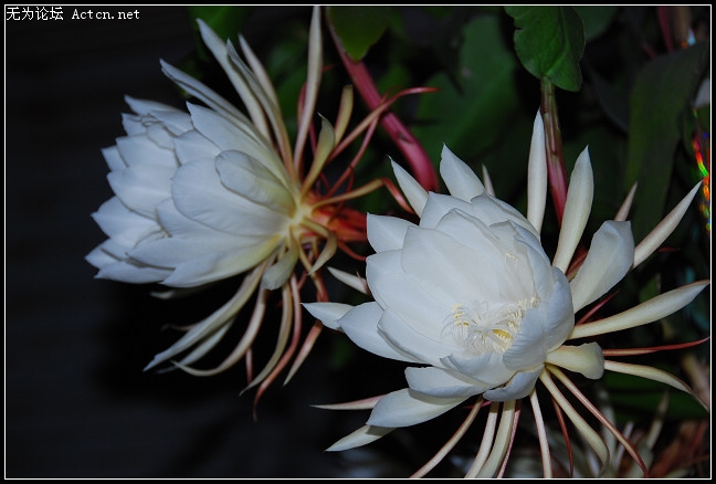 DSC_0108.JPG