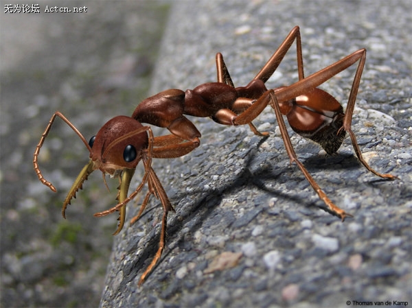 p_large_X3wv_3f3900001ed92d0b.jpg