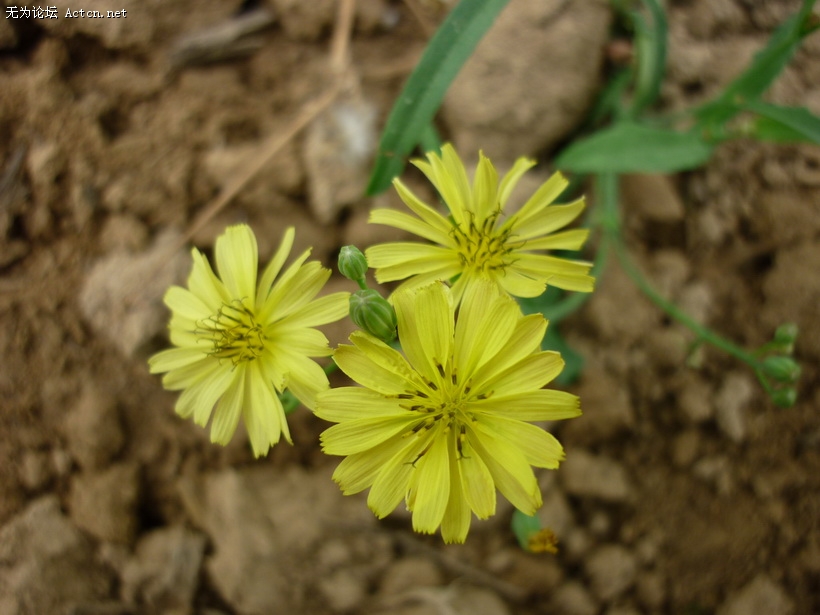 P1020113.jpg