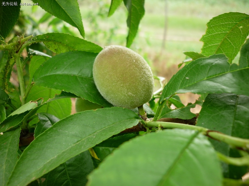 P1020114.jpg