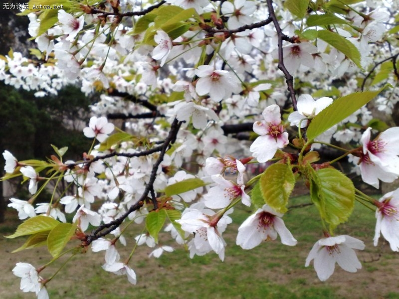 20090411104.jpg