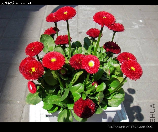 IMGP3574.JPG