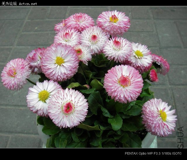 IMGP3578.JPG