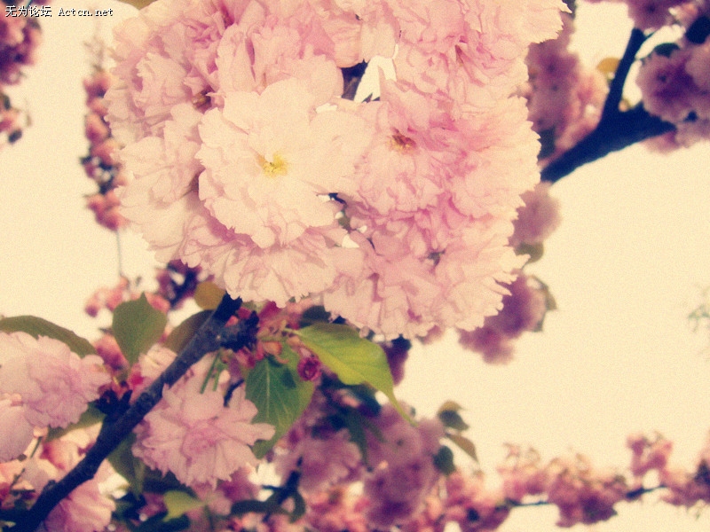 ǲǺܸ