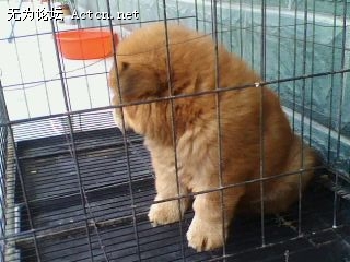 IMG0768A.jpg