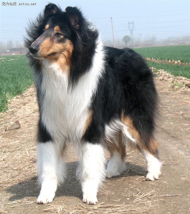 С ǿֱ